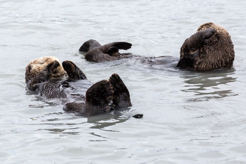 Wild Sea Otter - Seward, Alaska